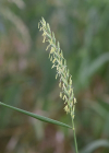 Einzelbild 6 Kriechende Quecke - Elymus repens
