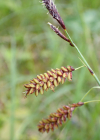 Einzelbild 7 Schlaffe Segge - Carex flacca