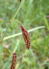 Einzelbild 8 Schlaffe Segge - Carex flacca