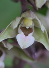 Einzelbild 7 Violette Stendelwurz - Epipactis purpurata