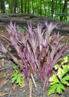 Einzelbild 8 Violette Stendelwurz - Epipactis purpurata