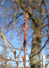 Einzelbild 8 Stiel-Eiche - Quercus robur