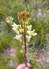 Einzelbild 7 Turmkraut - Turritis glabra
