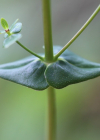 Einzelbild 7 Schönes Johanniskraut - Hypericum pulchrum