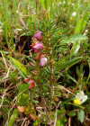Einzelbild 8 Schneeheide - Erica carnea