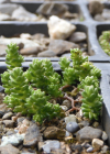 Einzelbild 8 Scharfer Mauerpfeffer - Sedum acre