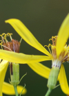 Einzelbild 8 Fuchs' Greiskraut - Senecio ovatus