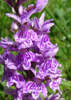Einzelbild 6 Gefleckte Fingerwurz - Dactylorhiza maculata