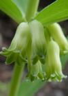 Einzelbild 8 Quirlblättriges Salomonssiegel - Polygonatum verticillatum