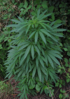 Einzelbild 8 Hanf - Cannabis sativa