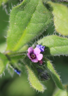 Einzelbild 8 Niederliegendes Scharfkraut - Asperugo procumbens