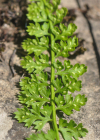 Einzelbild 8 Quell-Streifenfarn - Asplenium fontanum