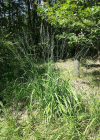 Einzelbild 7 Rohr-Pfeifengras - Molinia arundinacea
