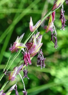 Einzelbild 8 Rohr-Pfeifengras - Molinia arundinacea
