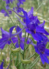 Einzelbild 7 Acker-Rittersporn - Consolida regalis