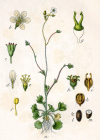 Einzelbild 8 Knöllchen-Steinbrech - Saxifraga granulata