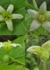 Einzelbild 8 Zweihäusige Zaunrübe - Bryonia dioica
