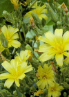 Einzelbild 8 Kopfsalat - Lactuca sativa