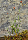 Einzelbild 8 Dreiblütige Binse - Juncus triglumis