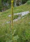 Einzelbild 8 Dickblättrige Kleinblütige Königskerze - Verbascum thapsus subsp. montanum