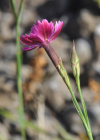 Einzelbild 8 Heide-Nelke - Dianthus deltoides
