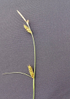 Einzelbild 8 Langgliederige Segge - Carex distans