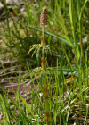 Einzelbild 8 Wald-Schachtelhalm - Equisetum sylvaticum