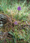 Einzelbild 8 Gefleckte Fingerwurz - Dactylorhiza maculata