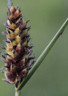 Einzelbild 2 Faden-Segge - Carex lasiocarpa