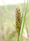Einzelbild 5 Faden-Segge - Carex lasiocarpa