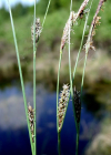 Einzelbild 7 Faden-Segge - Carex lasiocarpa