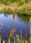 Einzelbild 8 Faden-Segge - Carex lasiocarpa