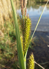 Einzelbild 1 Ufer-Segge - Carex riparia