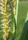 Einzelbild 7 Ufer-Segge - Carex riparia