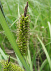 Einzelbild 8 Ufer-Segge - Carex riparia