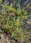 Einzelbild 1 Essbares Zypergras - Cyperus esculentus