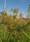 Einzelbild 5 Essbares Zypergras - Cyperus esculentus