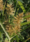 Einzelbild 6 Essbares Zypergras - Cyperus esculentus