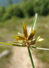 Einzelbild 2 Gelbliches Zypergras - Cyperus flavescens