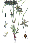 Einzelbild 3 Gelbliches Zypergras - Cyperus flavescens