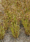 Einzelbild 4 Gelbliches Zypergras - Cyperus flavescens