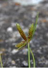 Einzelbild 5 Gelbliches Zypergras - Cyperus flavescens