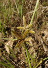 Einzelbild 8 Gelbliches Zypergras - Cyperus flavescens