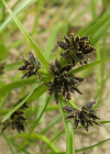 Einzelbild 1 Schwarzbraunes Zypergras - Cyperus fuscus