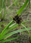 Einzelbild 5 Schwarzbraunes Zypergras - Cyperus fuscus