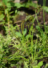 Einzelbild 7 Schwarzbraunes Zypergras - Cyperus fuscus