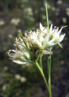 Einzelbild 1 Weisse Schnabelbinse - Rhynchospora alba
