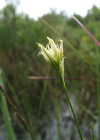 Einzelbild 4 Weisse Schnabelbinse - Rhynchospora alba