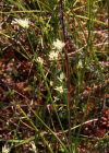 Einzelbild 6 Weisse Schnabelbinse - Rhynchospora alba