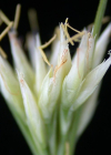 Einzelbild 7 Weisse Schnabelbinse - Rhynchospora alba